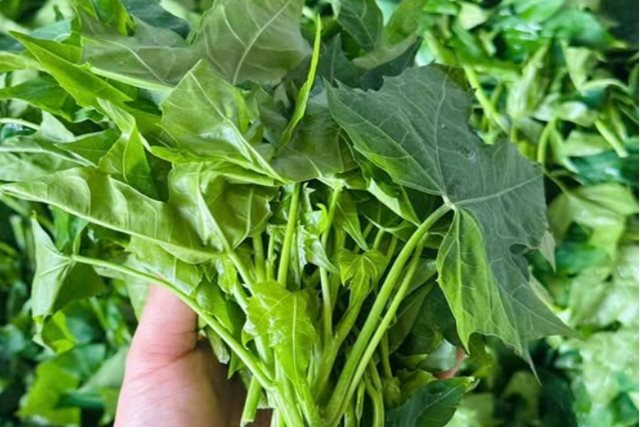 Cây rau mì chính bắt nguồn từ đâu?